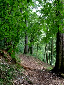 Altenbrak Unterer Philosophenweg (24)