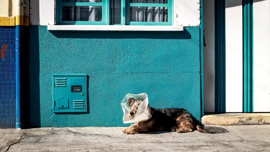 Veterinary poor dog painful