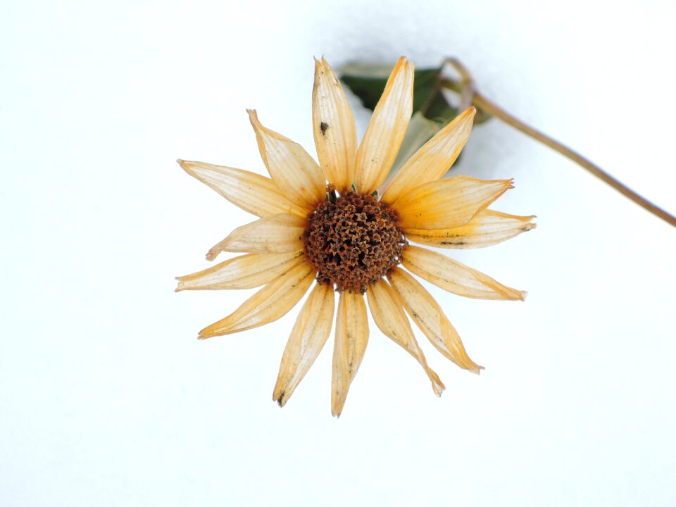 Frozen flower living nature nature