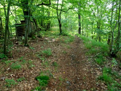 Altenbrak Oberer Philosophenweg (7)
