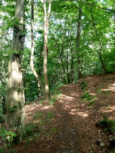 Altenbrak Oberer Philosophenweg (8)