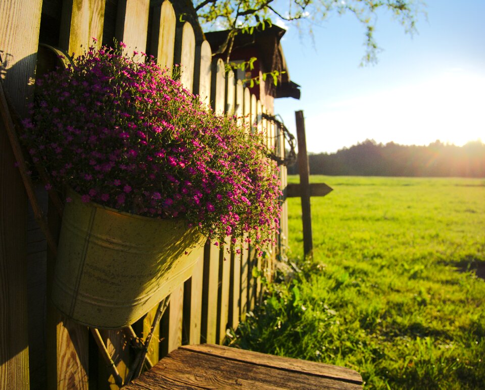 Rural summer field