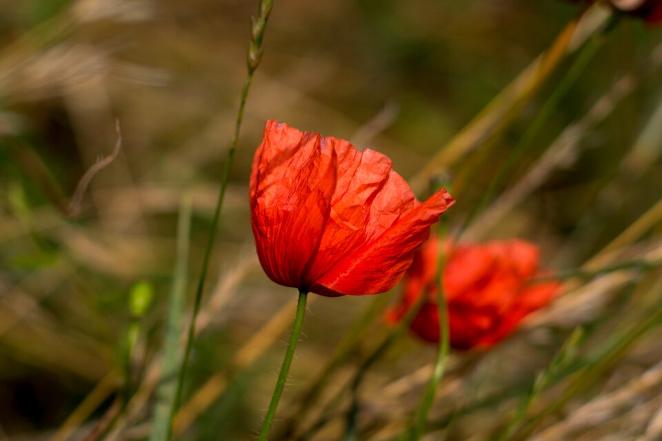 Spring garden cornflowers photo