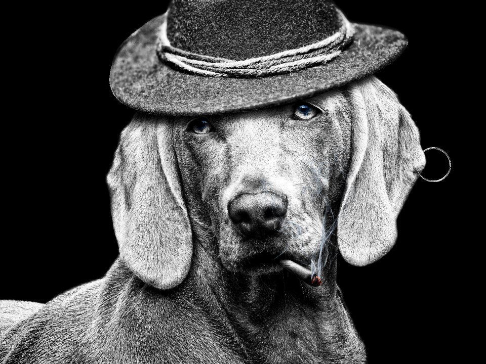 Hat dog white black