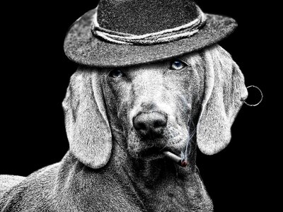 Hat dog white black