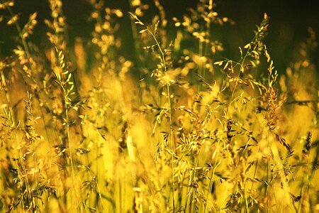 Macro grass sun