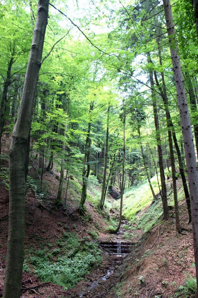 Altenbachklamm (7)