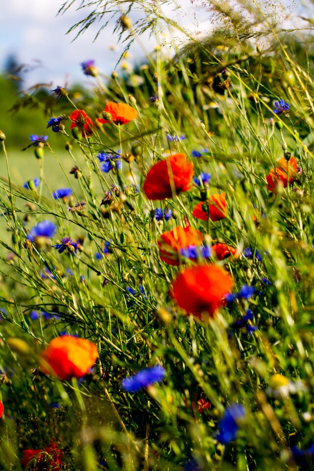 Meadow spring garden photo