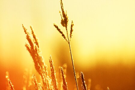 Macro grass sun