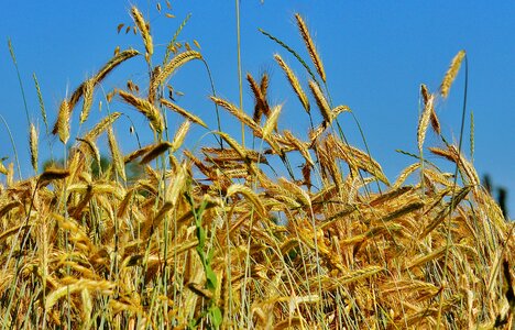 Agriculture nature cereals