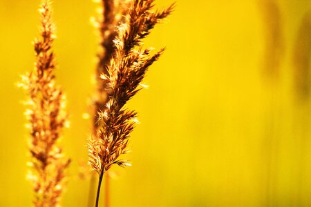 Macro grass sun photo