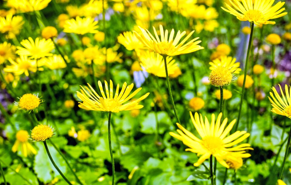 Yellow asteraceae doronicum orientale spring