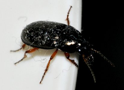 Amara-unidentified-05-fws