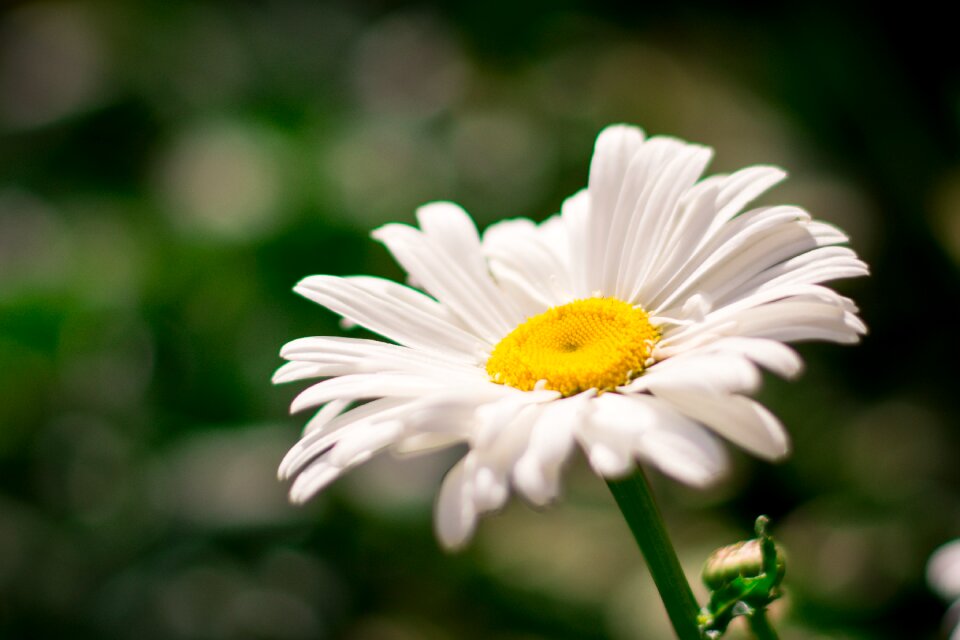 Garden plant beauty