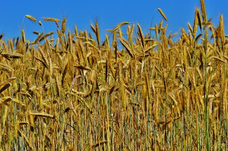 Agriculture nature cereals