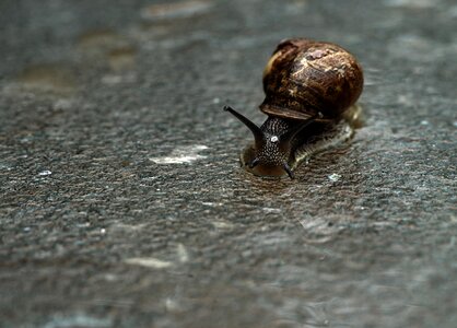 Nature slimy wildlife photo