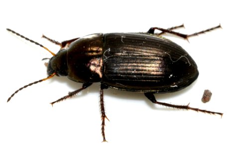 Amara-similata-09-fws