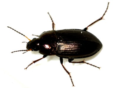Amara-similata-04-fws