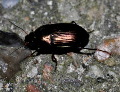 Amara-similata-02-fws