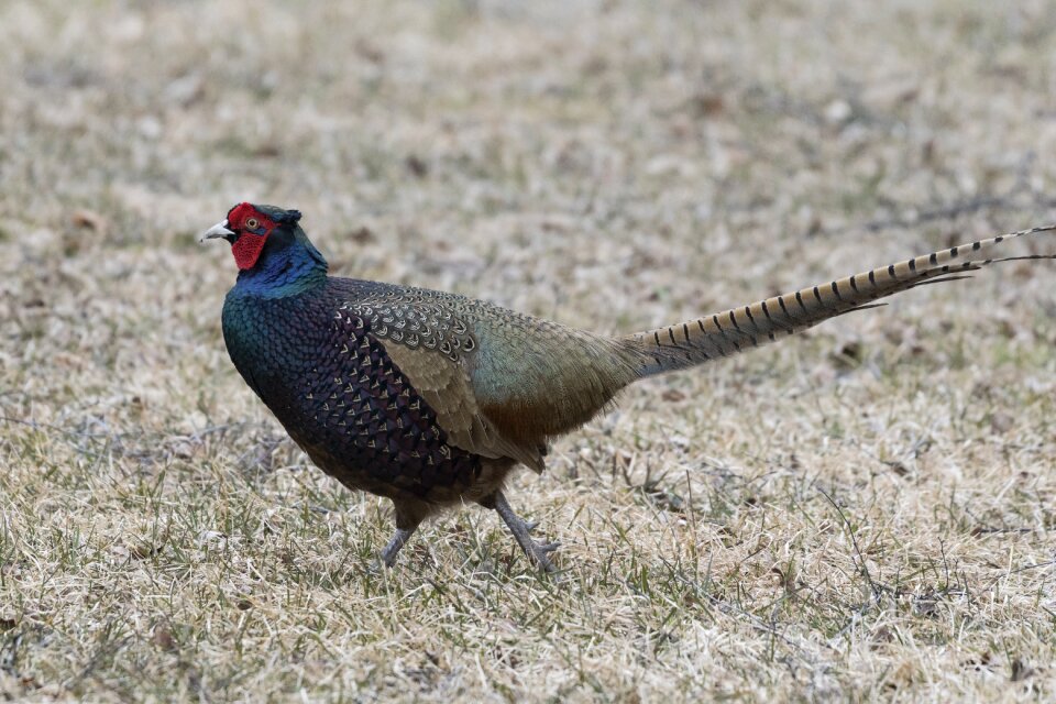 Colorful phasianus colchicus fasan