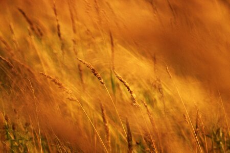 Macro grass sun