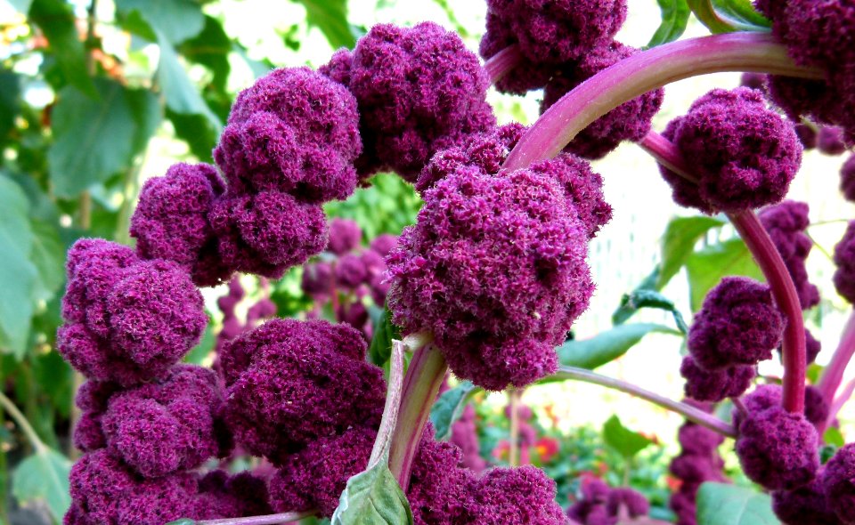 Amaranthus caudatus "Centurion" 2