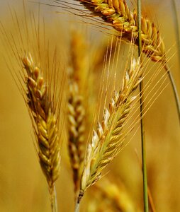 Agriculture nature cereals