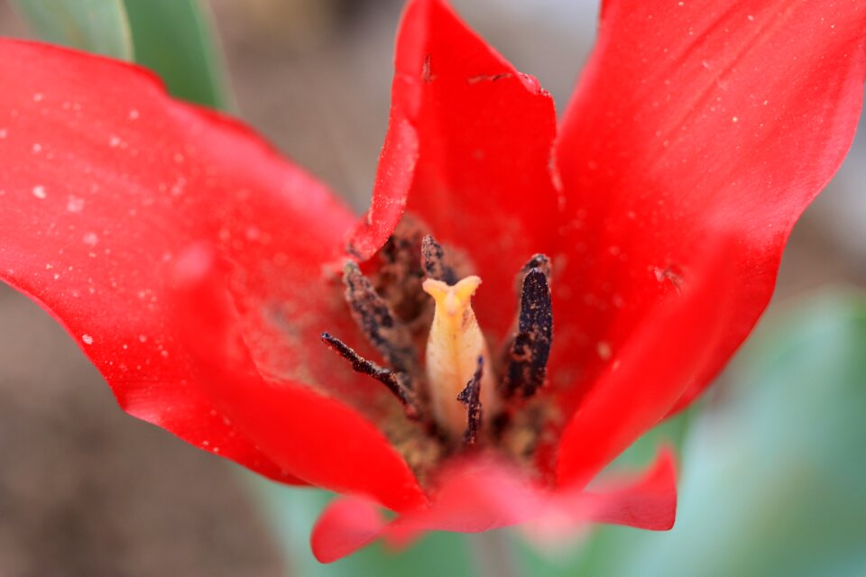 Garden plant flowers