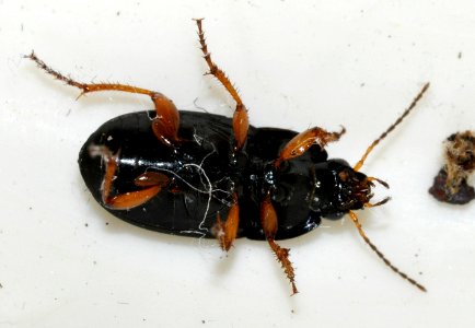 Amara-unidentified-02-fws