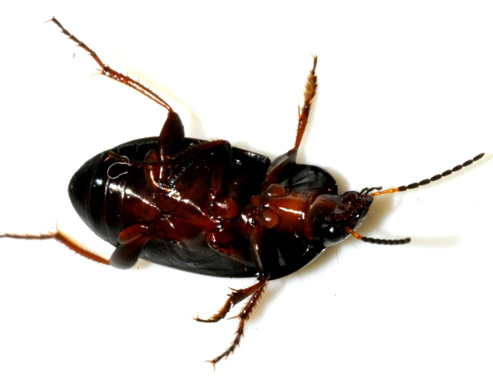 Amara-ovata-02-fws