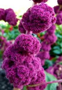 Amaranthus caudatus "Centurion" 3