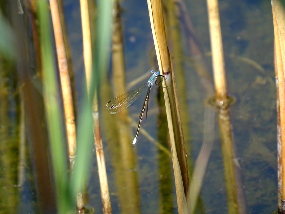 Amber-winged spreadwing 13895000 jun 29 2018