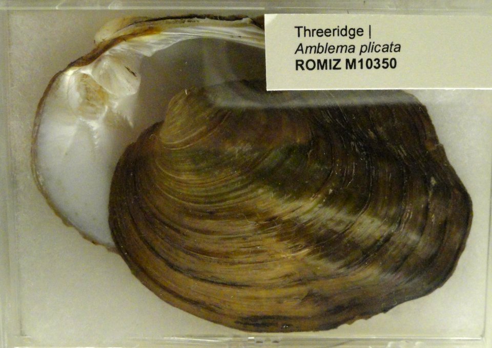 Amblema plicata - Royal Ontario Museum - DSC00194