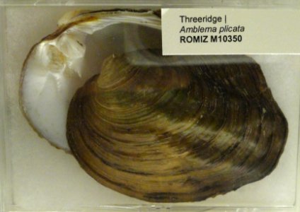 Amblema plicata - Royal Ontario Museum - DSC00194