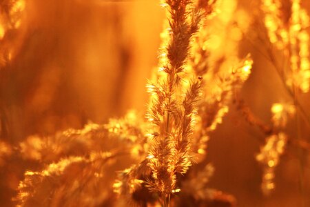 Macro grass sun photo