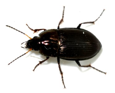 Amara-similata-05-fws