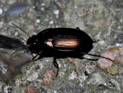 Amara-similata-03-fws