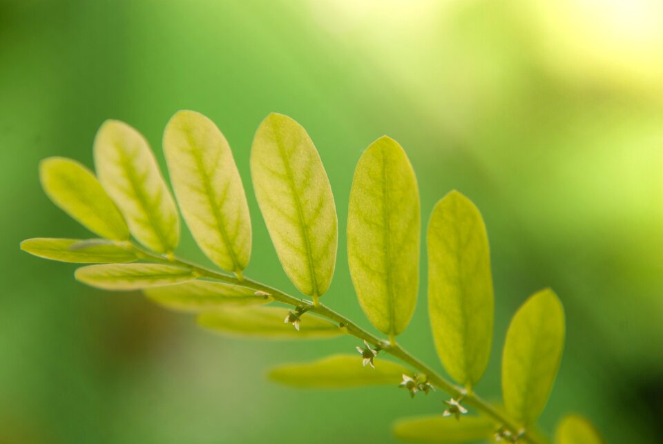 Green leaves green leaf nature