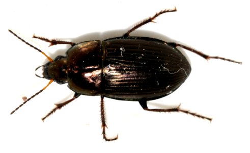 Amara-similata-08-fws