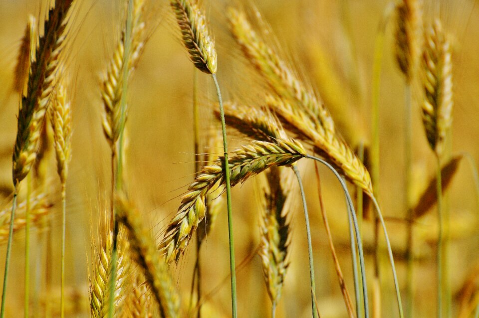Agriculture nature cereals