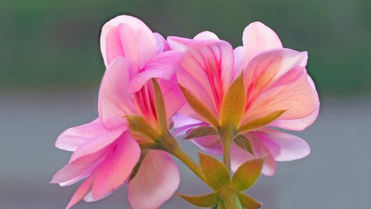 Pink pelargonium grandiflorum flower