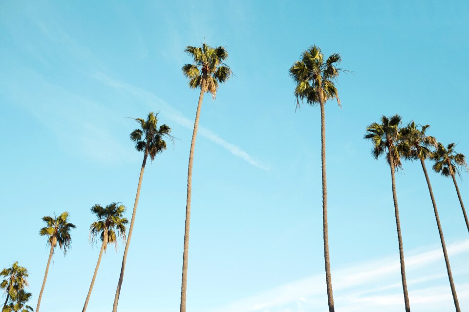Blue sky tall spindly