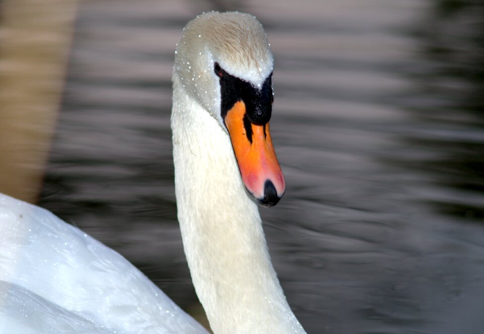 Eye closeup bird
