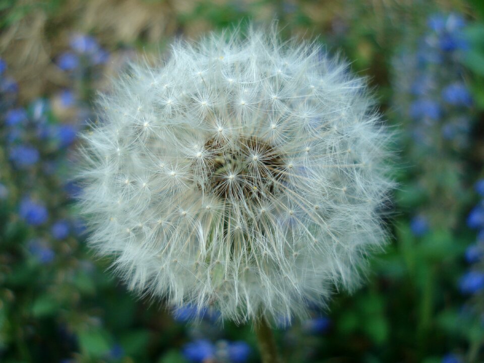 White nature grass