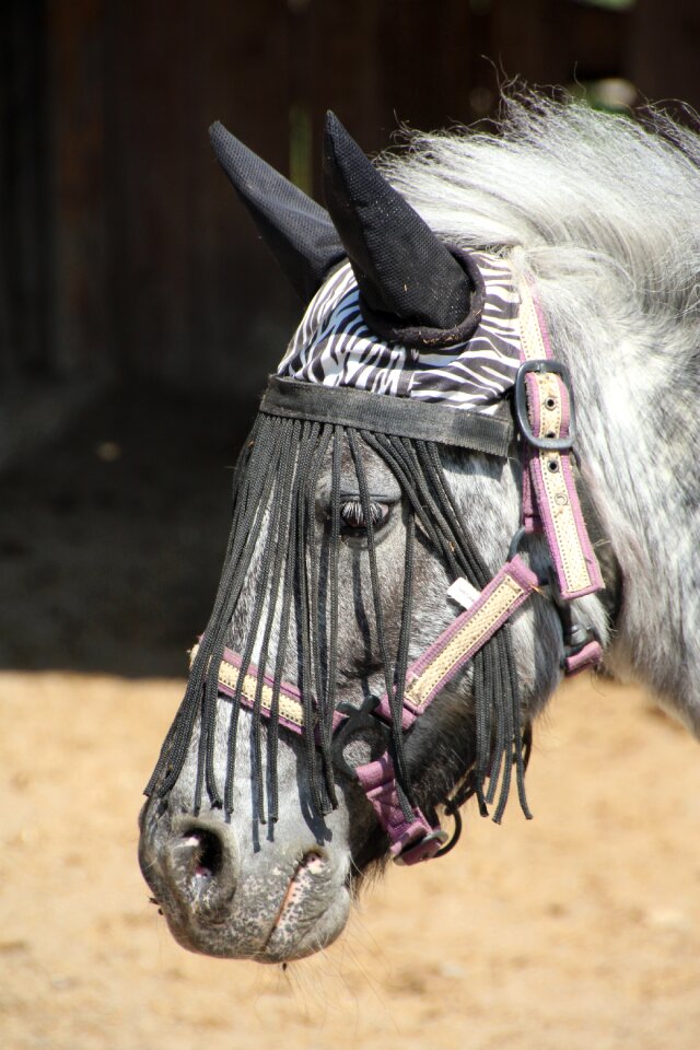 Horse head pferdeportrait head
