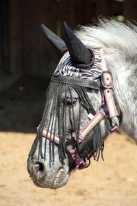 Horse head pferdeportrait head