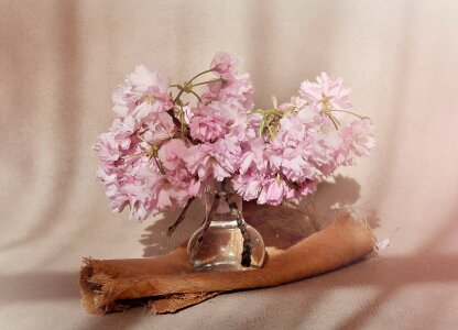 Pink pink flowers vase photo