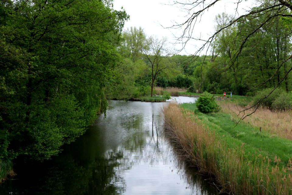 Alter Rhin Oberes Rhinluch 2020-05-15 01