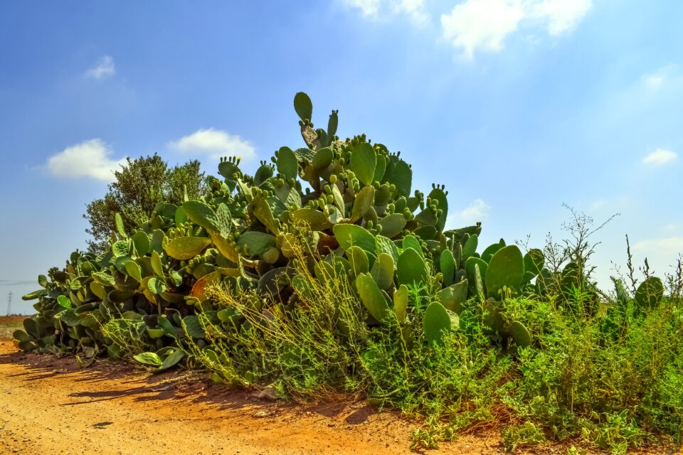 Nature mediterranean flora
