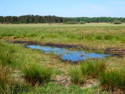 Am Rande des Twieselmoors bei Behringen